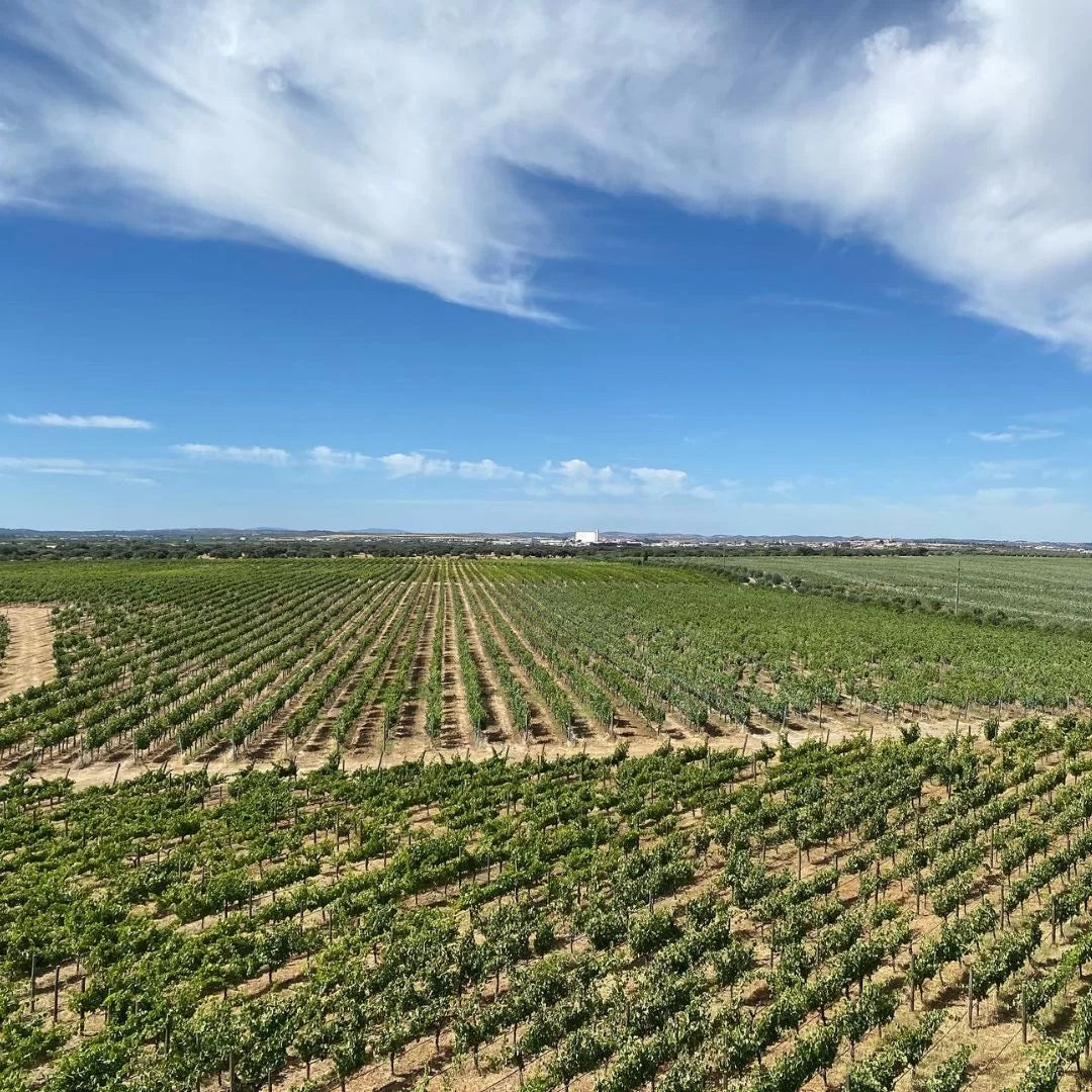 Een wijnfan in de Alentejo
