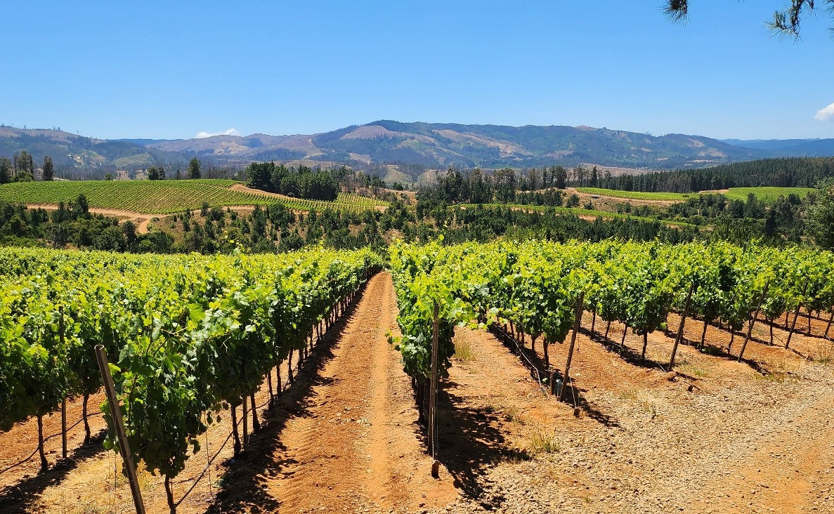 De weg naar Weinakademiker - deel 5 (twee random wijnverhalen)