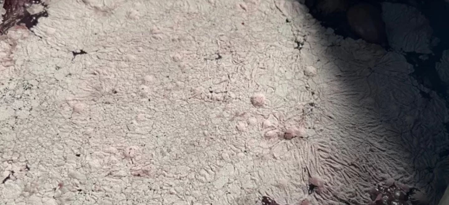 Flor, het magische laagje gist