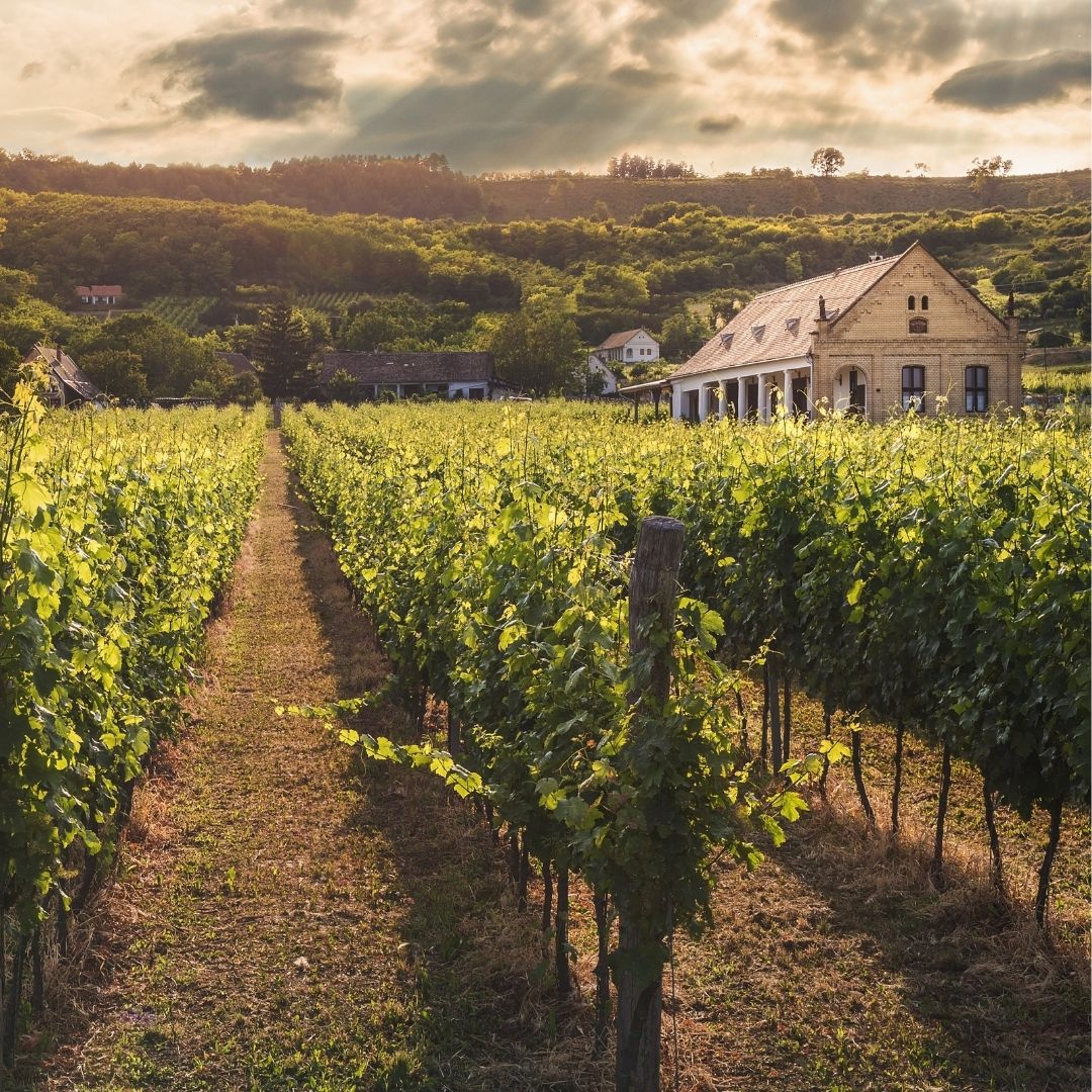 Wijnvraagbaak: hoeveel kost een wijngaard?