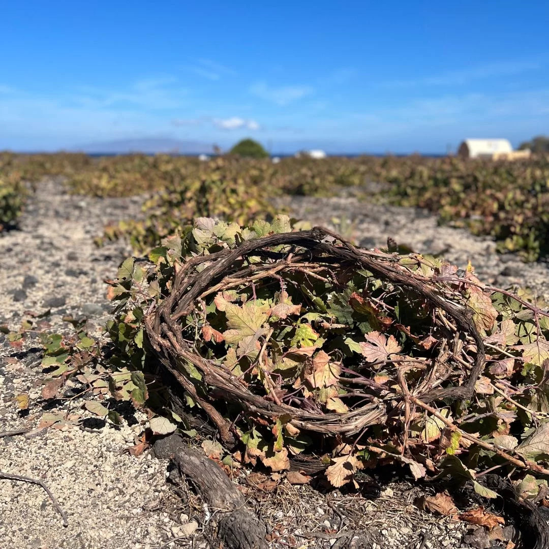 Santorini, kouloura & assyrtiko
