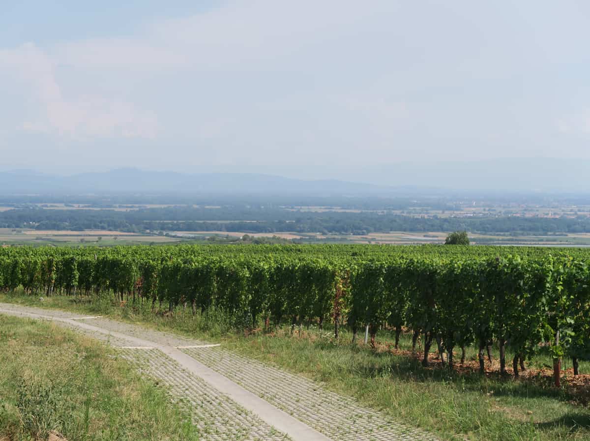 De gebottelde poëzie van Marcel Deiss