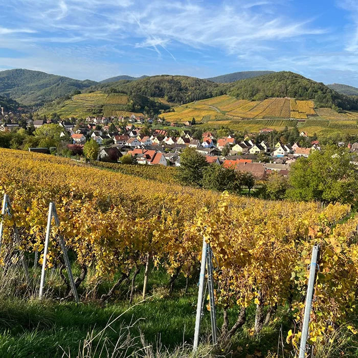 Frankrijk alsace domaine moritz wijnreis wijngaard wijnhuis