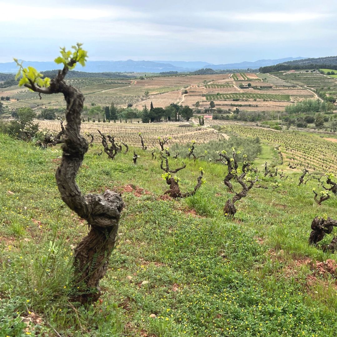 Priorat Spanje wijnstreek wijnen