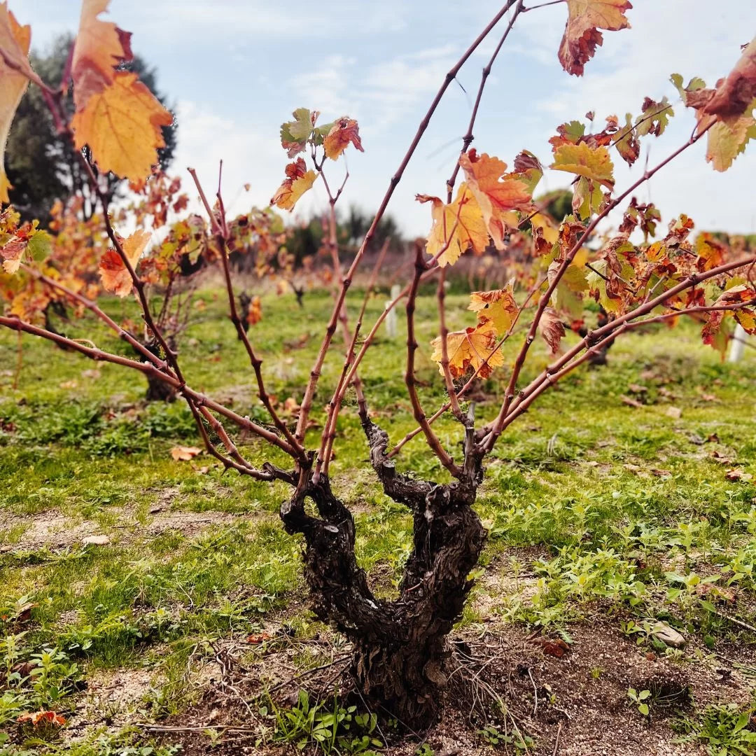 Gredos, graniet en garnacha