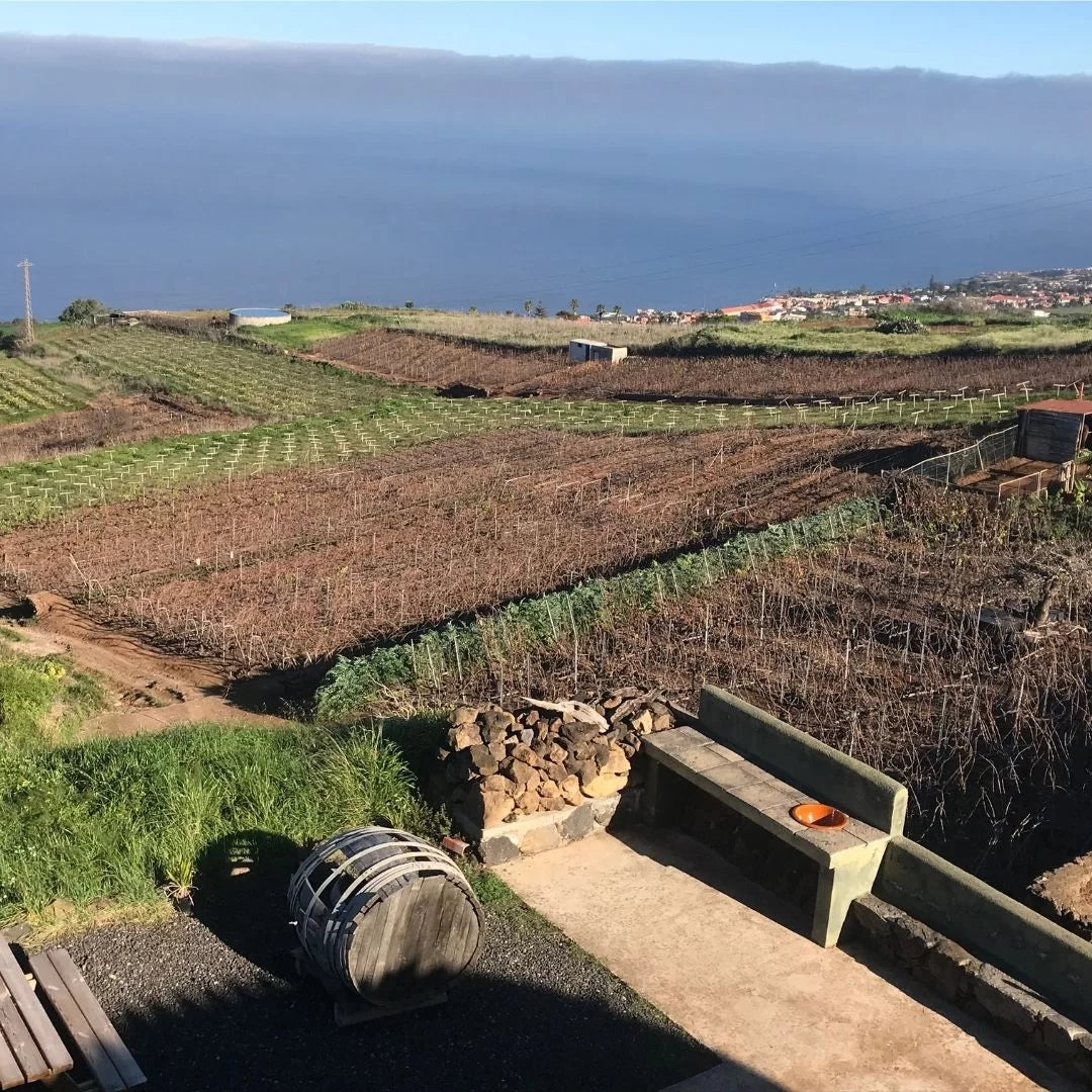 tenerife canarische eilanden spanje wijn wijngaarden wijnreis