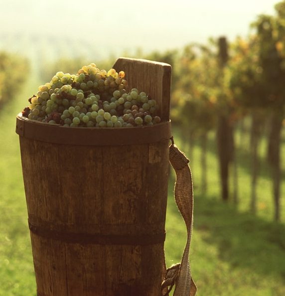 Tokaj, het vloeibare goud uit Hongarije