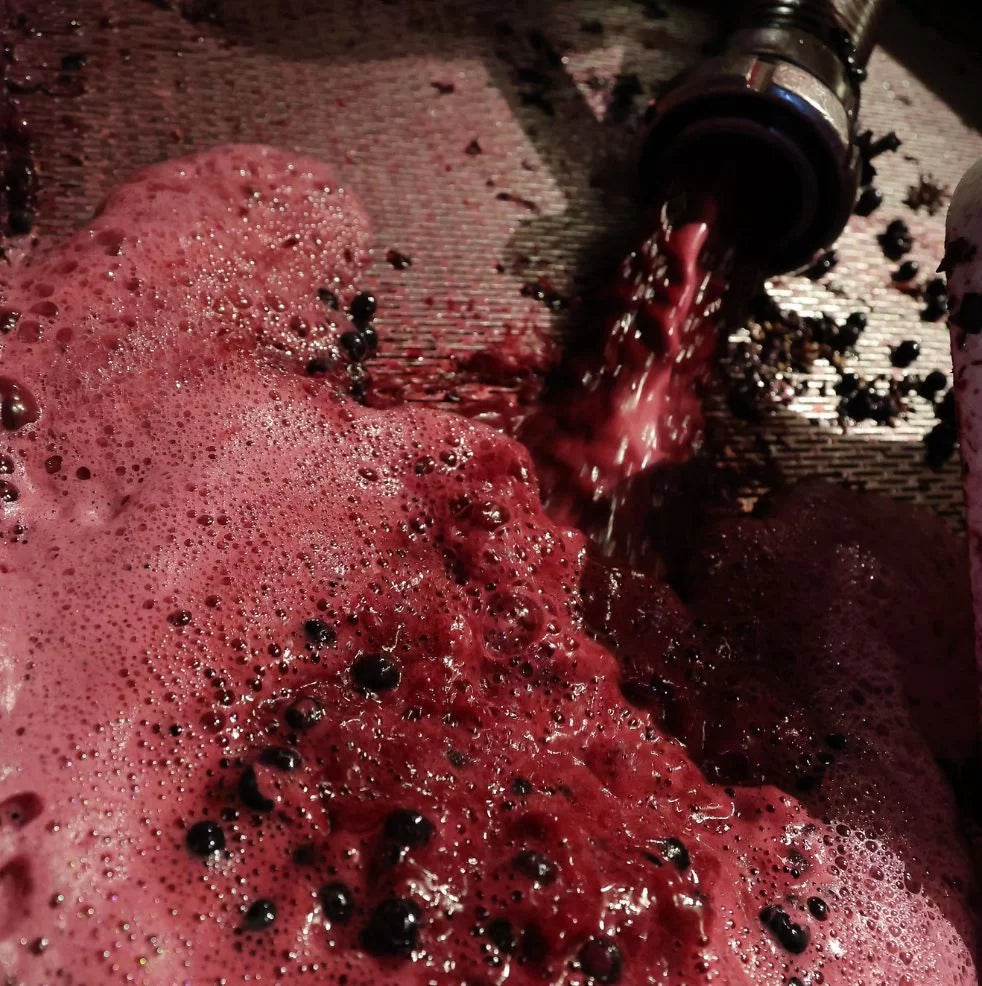 Wijnvraagbaak: Hoeveel druiven voor één fles wijn?