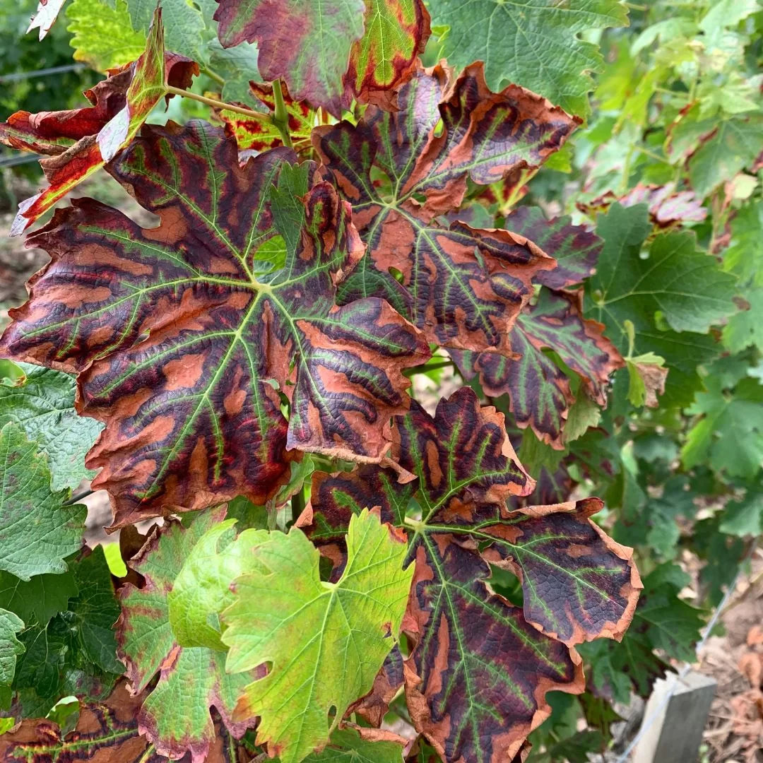 Van meeldauw tot flavescence dorée: de strijd in de wijngaard