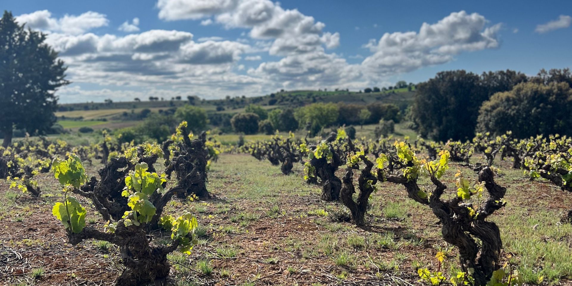Wat je nog niet wist over Ribera del Duero
